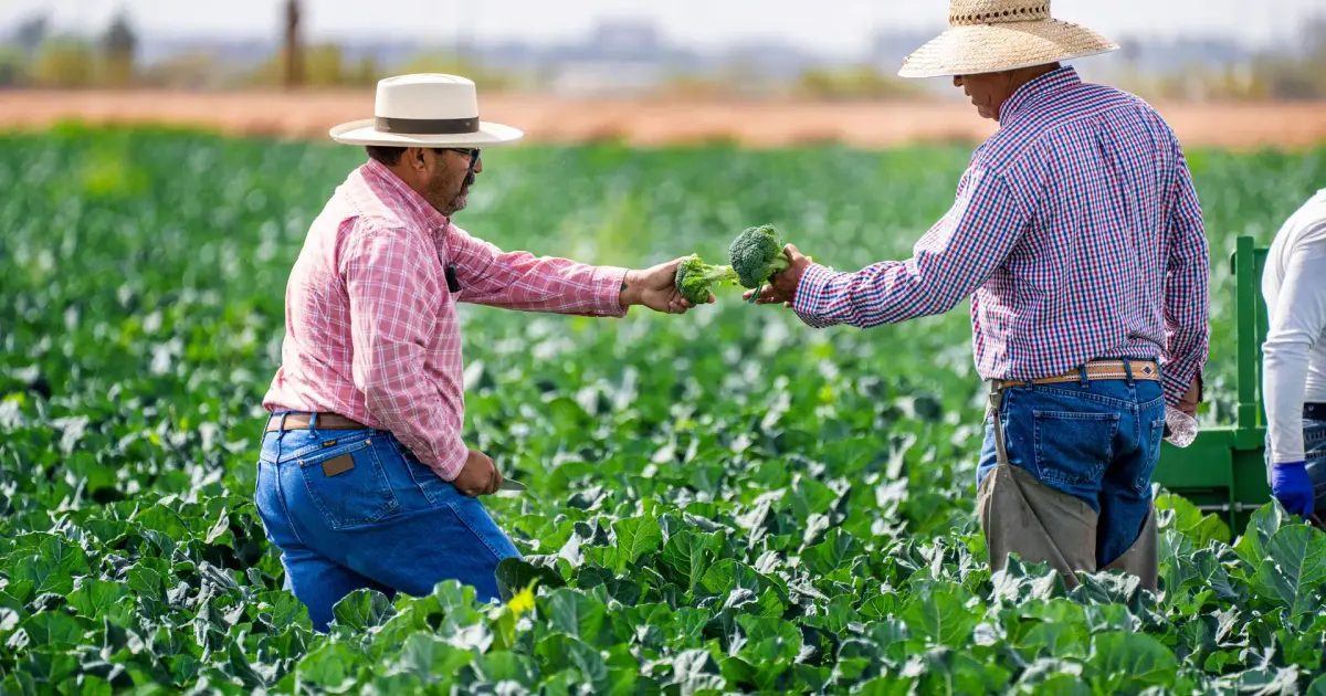 Dois produtores conversando no meio da lavoura