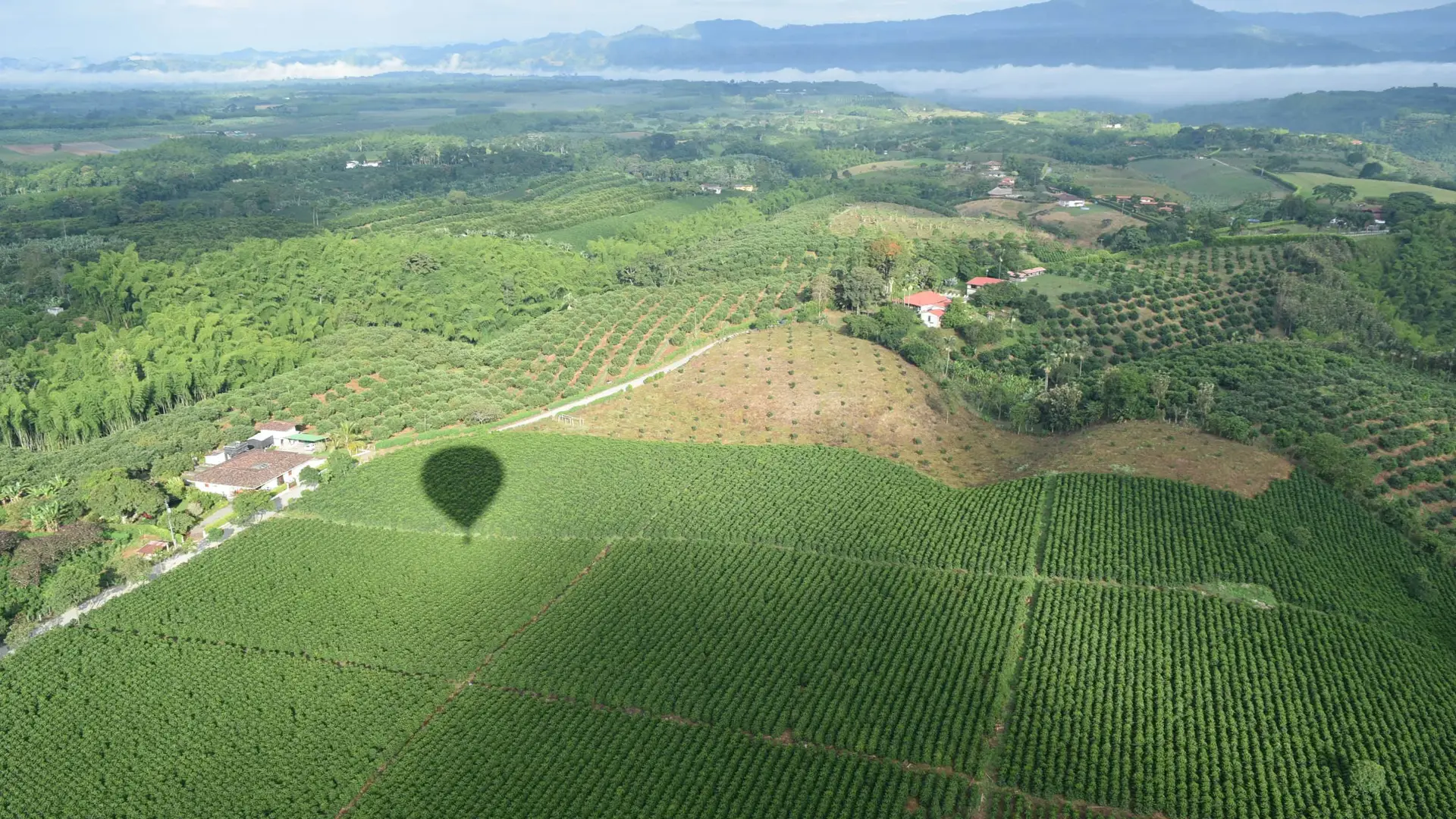 Plantação de café vista do alto, com a sombra de um balão sobre os cafezais
