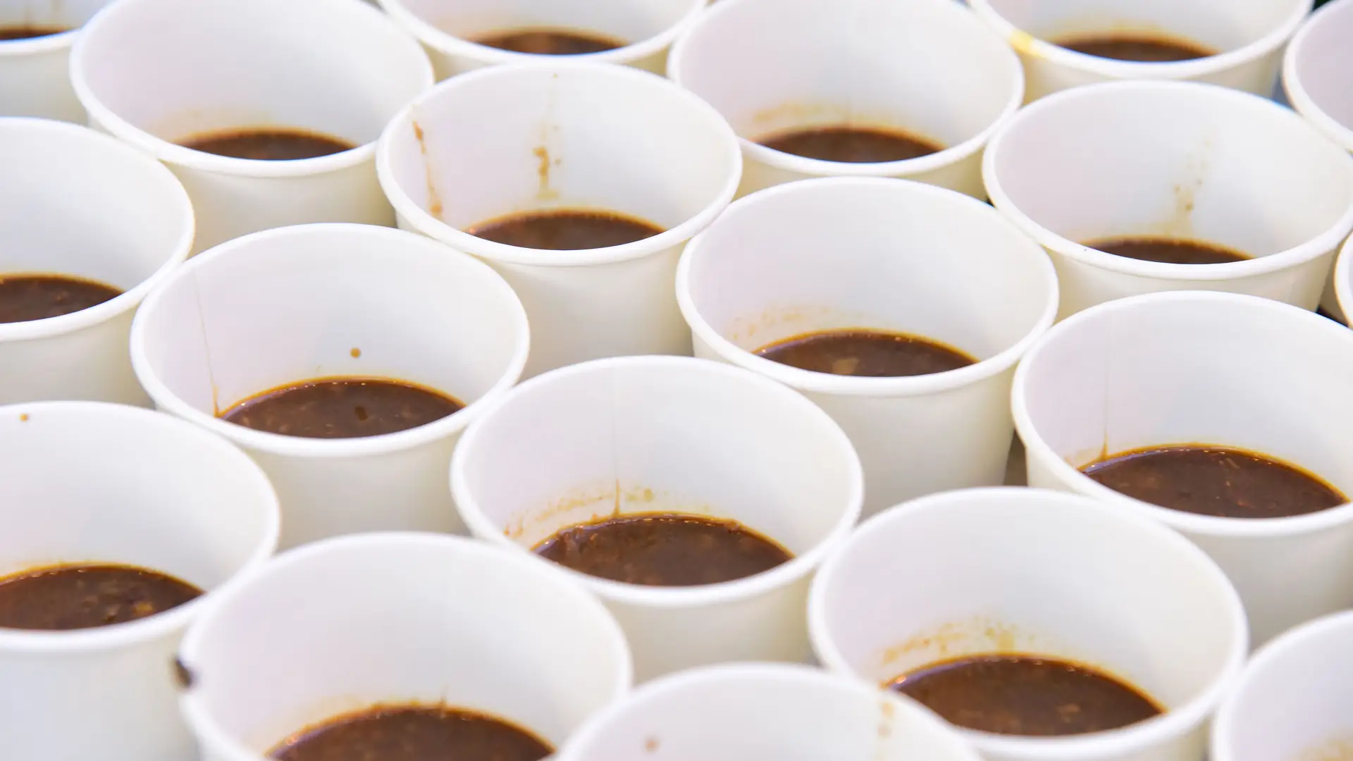 Xícaras de prova de café alinhadas numa mesa de cupping