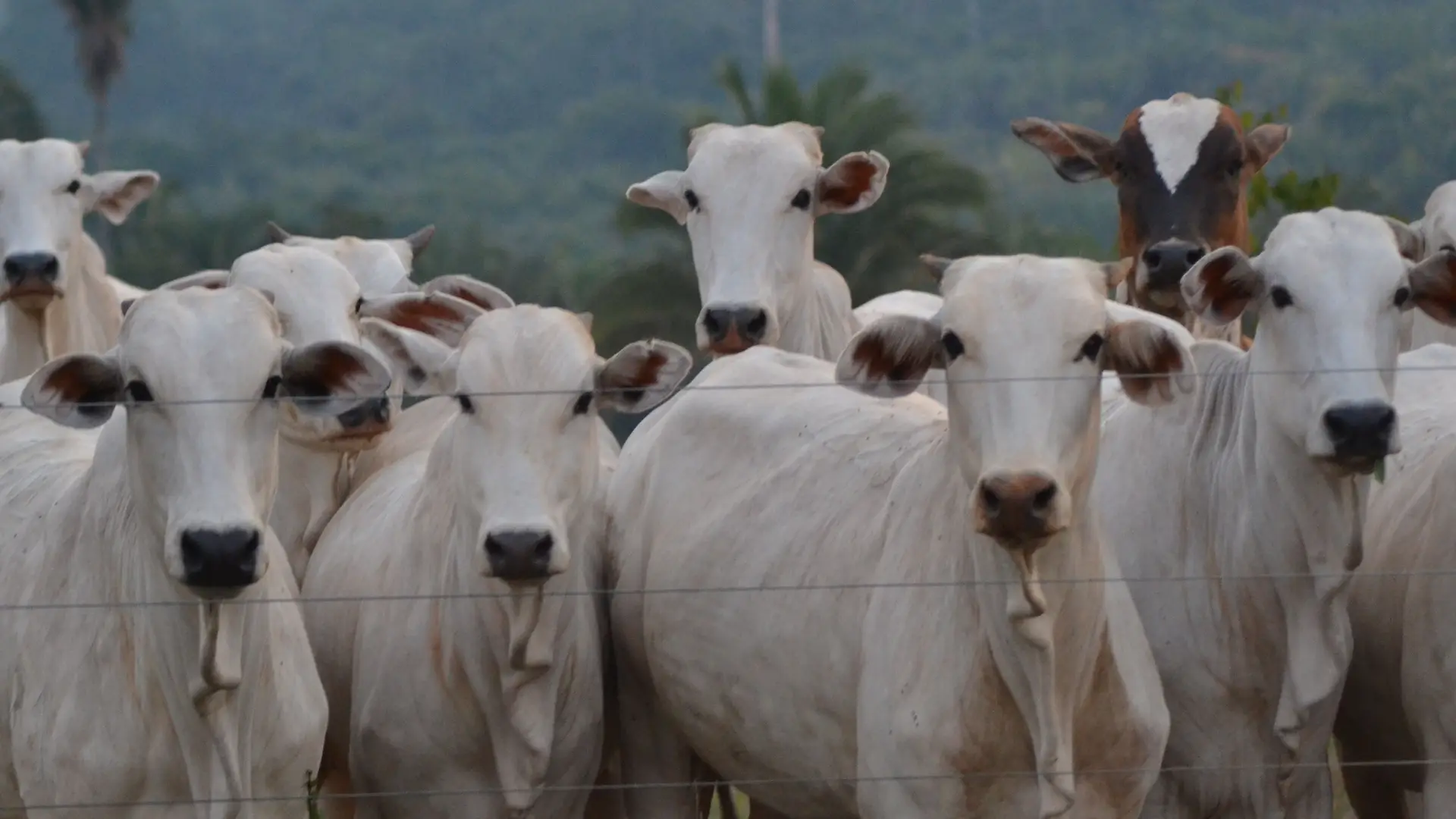 Gado Nelore branco no curral, olhando para a câmera