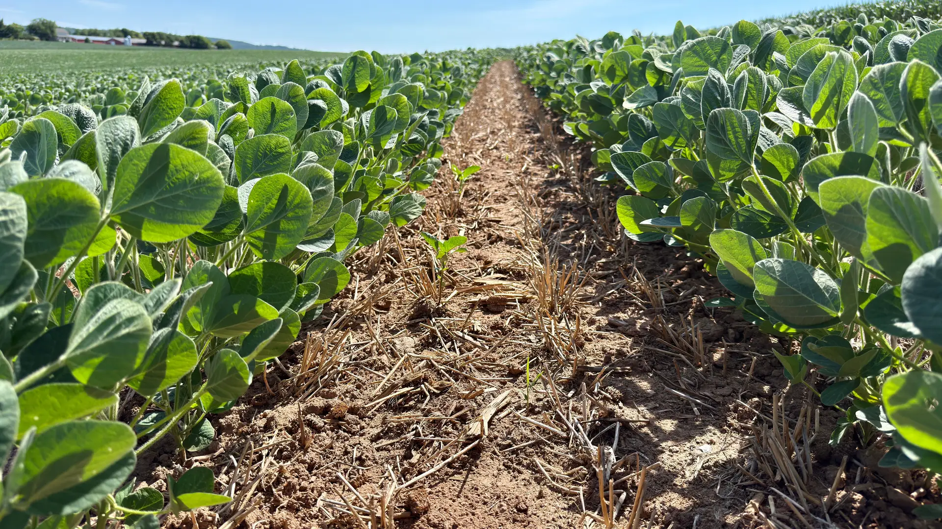 Lavoura de soja verde em fileiras